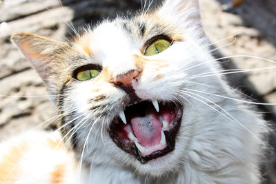 Close-up portrait of a cat