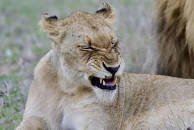 Close-up of lioness on field