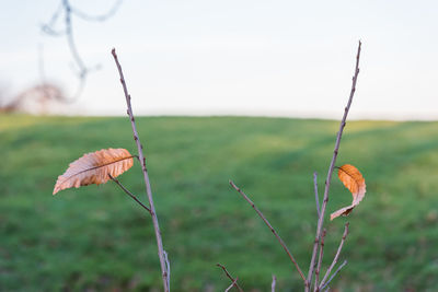 Branches with single leaves, winter, england