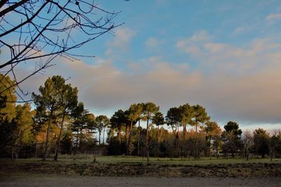 Trees on field against sky at sunset