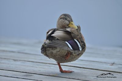 Close-up of bird perching on shore against clear sky