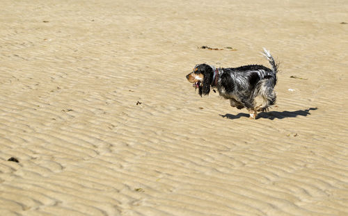 Dog running on beach