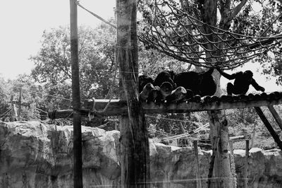 View of cat on fence