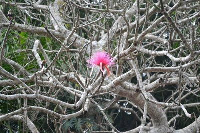 Close-up of flowers on tree