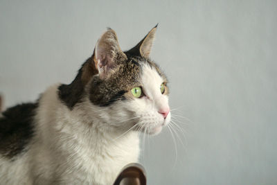 Close-up of cat looking away