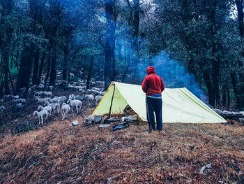 Rear view of man walking in forest