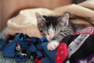 Close-up of kitten sleeping in blanket