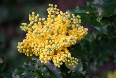 Close-up of marigold