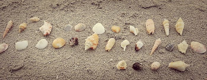 Close-up of food on table