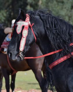 Close-up of a horse