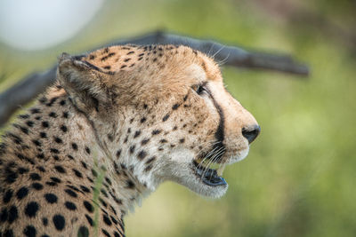 Close-up of giraffe