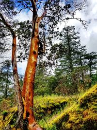 Trees in forest against sky