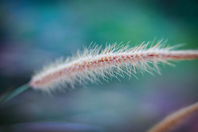 Close-up of plant against blurred background