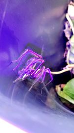 Close-up of flower against blurred background