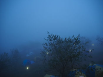 Low angle view of trees against sky at night