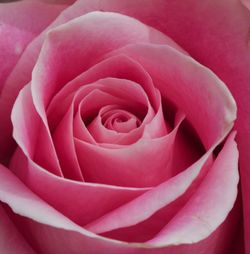 Close-up of pink rose