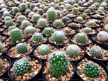 Full frame shot of succulent plants