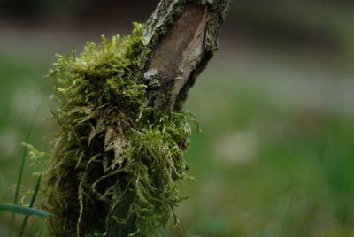 Close-up of tree growing in forest