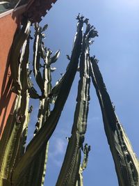 Low angle view of flowering plants against sky