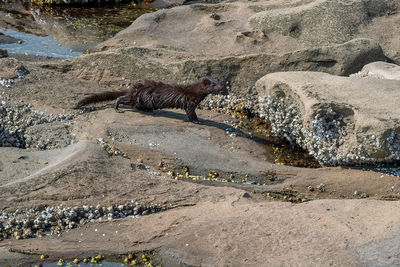 Side view of snake on rock