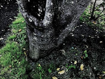 High angle view of trees growing on field in forest