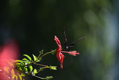 Close-up of red flowering plant