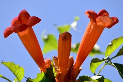 Close-up of red flowers