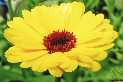 Close-up of yellow flower blooming outdoors