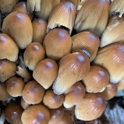 Full frame shot of onions