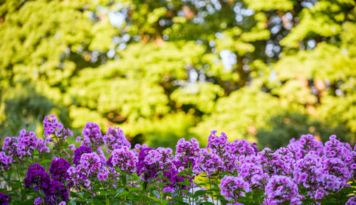 Close-up of purple flowering plants