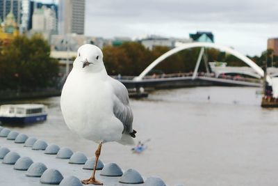 Seagull perching on retaining wall against city