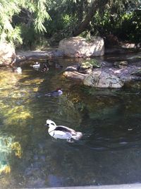 Ducks swimming in water