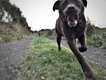 Dog on dirt road against sky