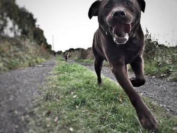 Close-up of dog walking on road 