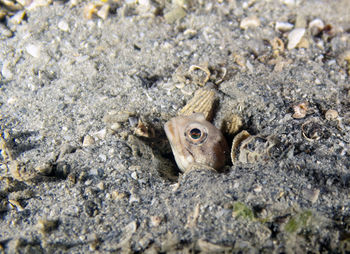 A banded jawfish - opistognathus macrognathus - in florida, usa