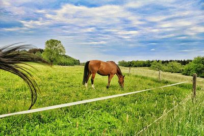 Horse grazing on pasture against cloudy sky