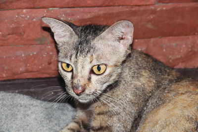 Close-up portrait of tabby cat