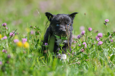 Dog running on field