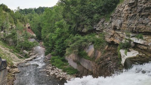 Scenic view of river flowing through forest