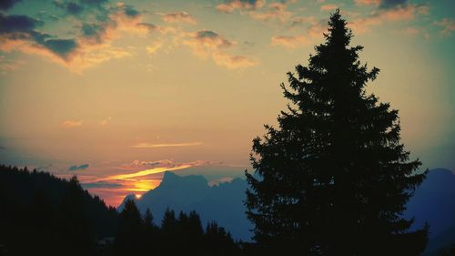 Silhouette of trees at sunset