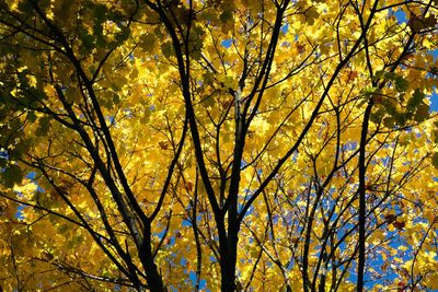 Low angle view of trees against sky