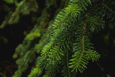 Close-up of green leaves on tree