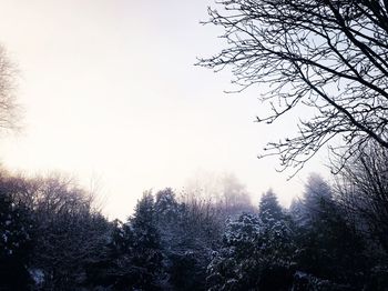 Low angle view of trees in forest against clear sky