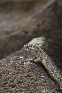 Close-up of lizard on rock