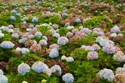 Full frame shot of flowering plants in garden