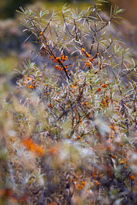 Close-up of flowering tree during autumn