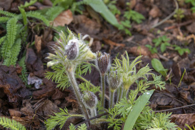 High angle view of plant growing on field