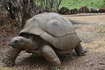 Gaint tortoise in wild