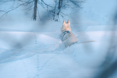 White alaskan husky in snow