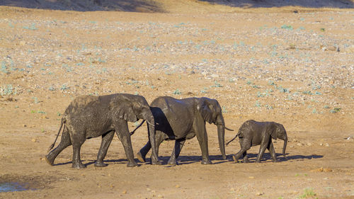 Elephants walking on land
